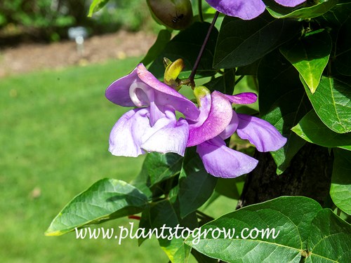 Snail Flower (Vigna caracalla)